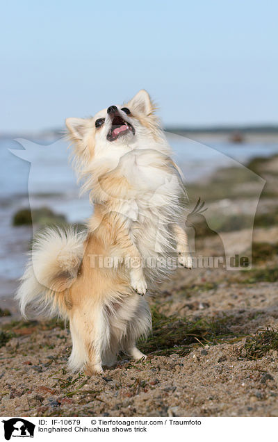 longhaired Chihuahua shows trick / IF-10679
