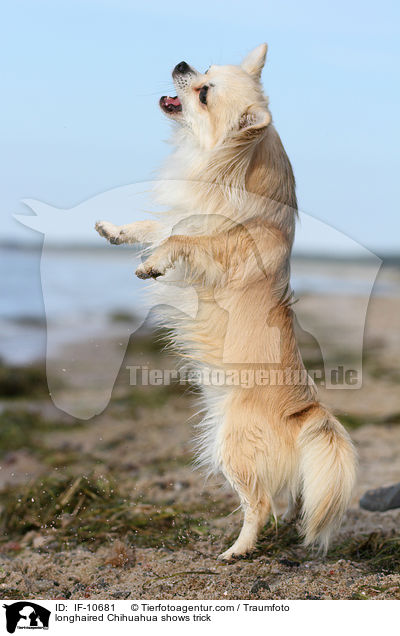 longhaired Chihuahua shows trick / IF-10681