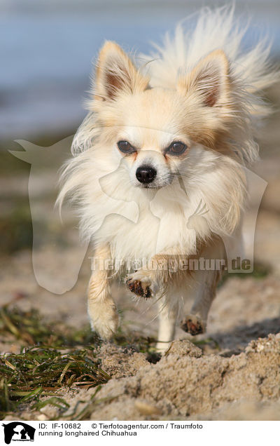 running longhaired Chihuahua / IF-10682