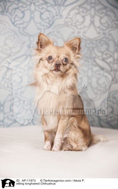 sitting longhaired Chihuahua / AP-11973