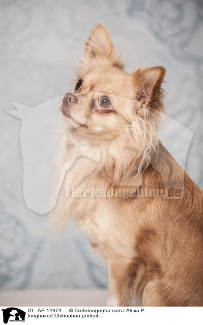 Langhaarchihuahua Portrait / longhaired Chihuahua portrait / AP-11974