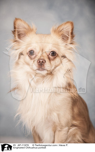 longhaired Chihuahua portrait / AP-11976