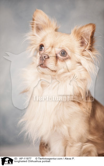 longhaired Chihuahua portrait / AP-11977