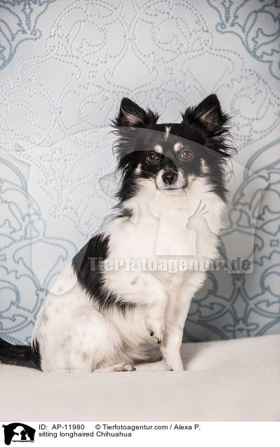 sitting longhaired Chihuahua / AP-11980