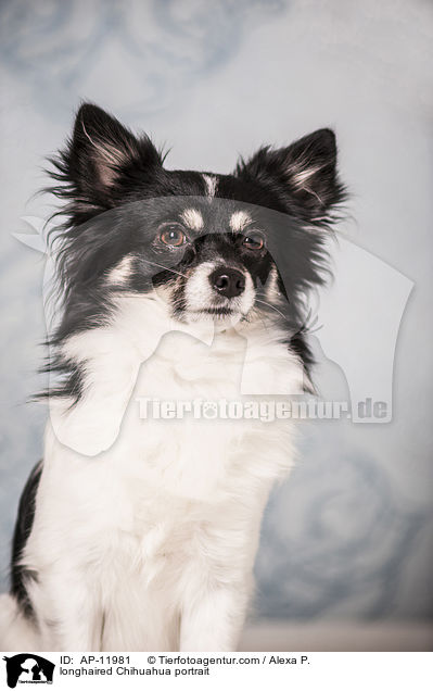 longhaired Chihuahua portrait / AP-11981