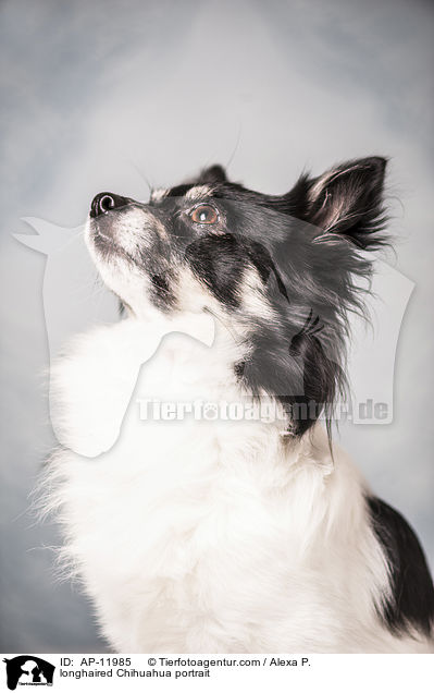 longhaired Chihuahua portrait / AP-11985