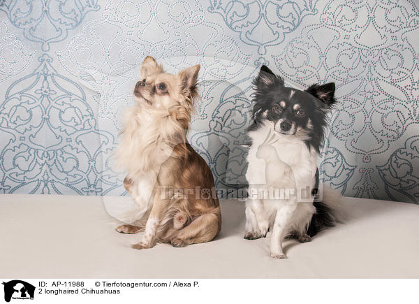 2 longhaired Chihuahuas / AP-11988