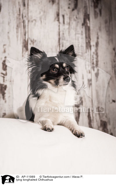 lying longhaired Chihuahua / AP-11989