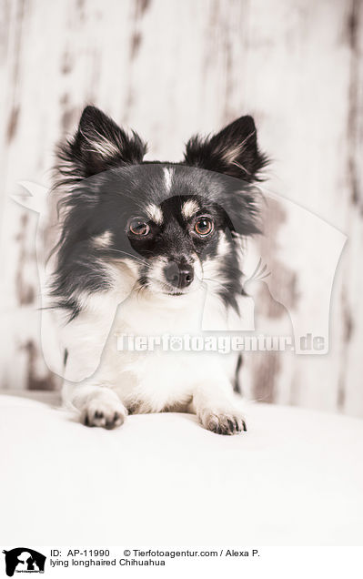 lying longhaired Chihuahua / AP-11990