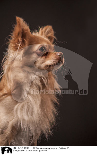 longhaired Chihuahua portrait / AP-11999