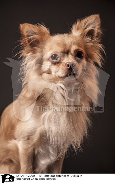longhaired Chihuahua portrait / AP-12000