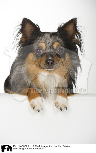 lying longhaired Chihuahua / NN-06309