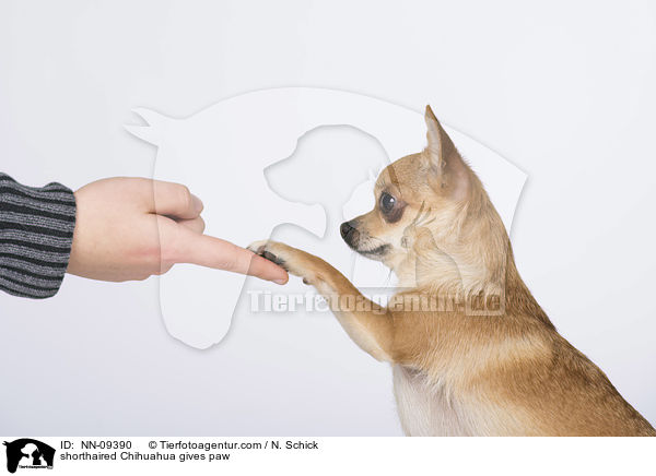 shorthaired Chihuahua gives paw / NN-09390