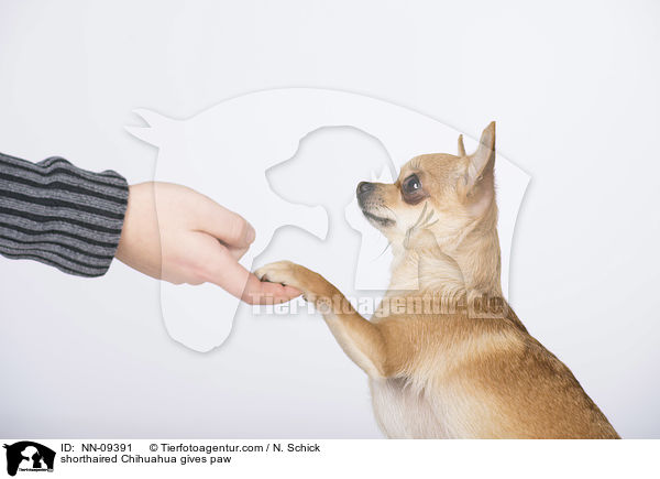 shorthaired Chihuahua gives paw / NN-09391
