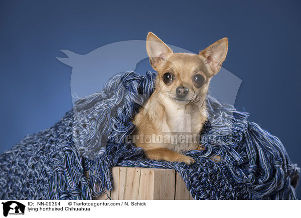 lying horthaired Chihuahua / NN-09394
