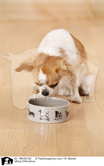 sitzender Chihuahua / sitting Chihuahua / RR-60192