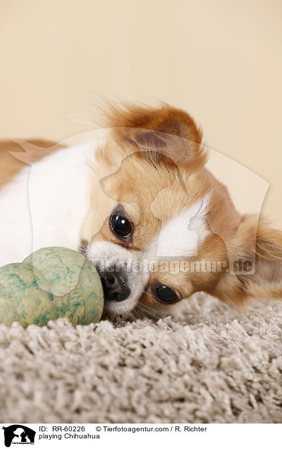 playing Chihuahua / RR-60226