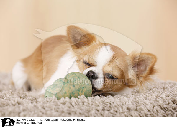 playing Chihuahua / RR-60227