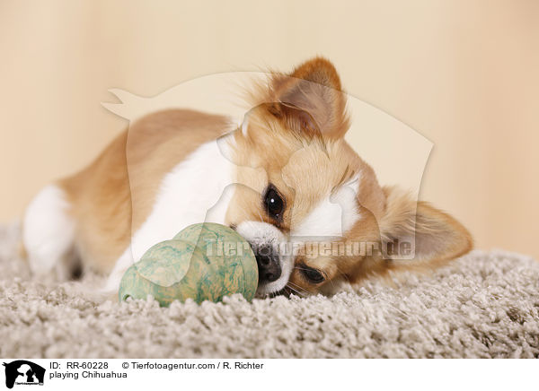 playing Chihuahua / RR-60228