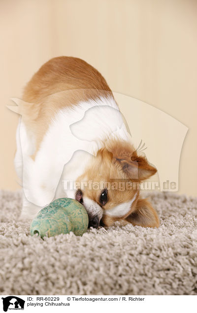 playing Chihuahua / RR-60229