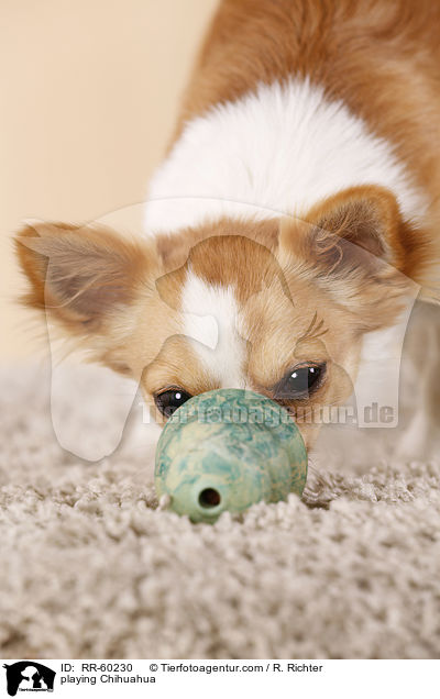 playing Chihuahua / RR-60230