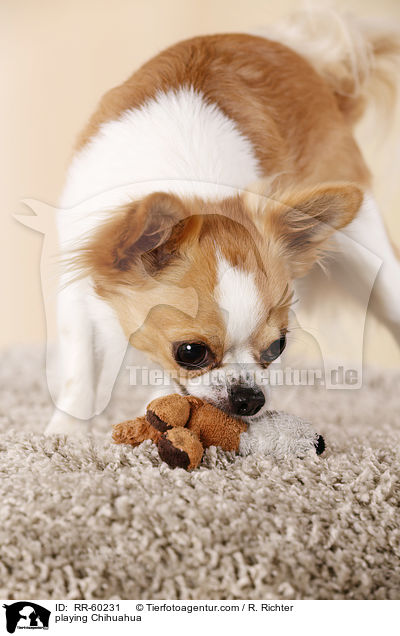 playing Chihuahua / RR-60231