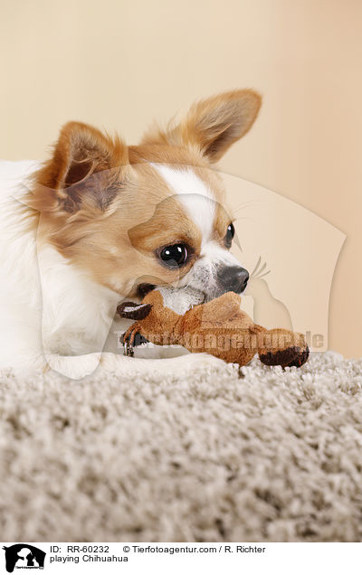 playing Chihuahua / RR-60232