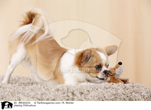 playing Chihuahua / RR-60233