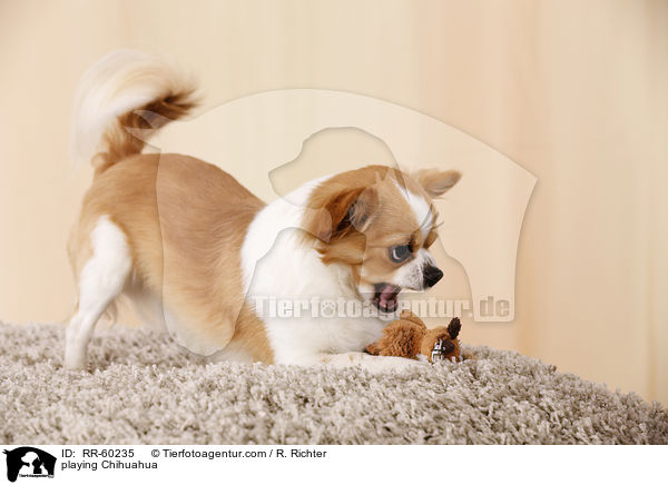 playing Chihuahua / RR-60235