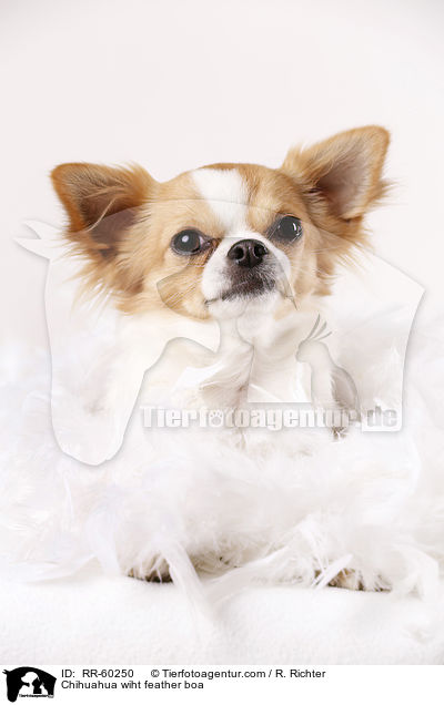 Chihuahua wiht feather boa / RR-60250