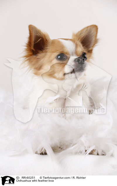 Chihuahua wiht feather boa / RR-60251
