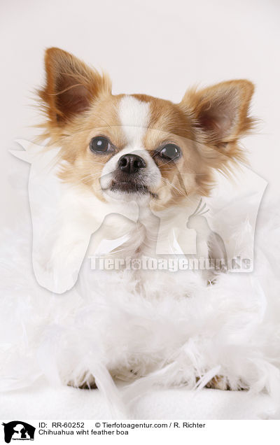Chihuahua wiht feather boa / RR-60252