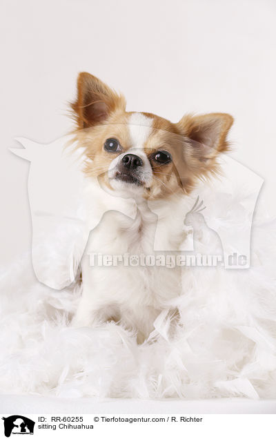 sitting Chihuahua / RR-60255