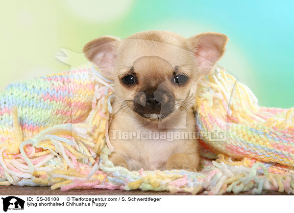 lying shorthaired Chihuahua Puppy / SS-36108