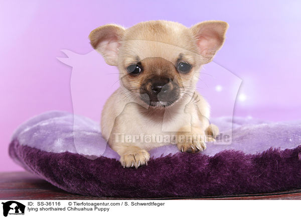 liegender Kurzhaarchihuahua Welpe / lying shorthaired Chihuahua Puppy / SS-36116