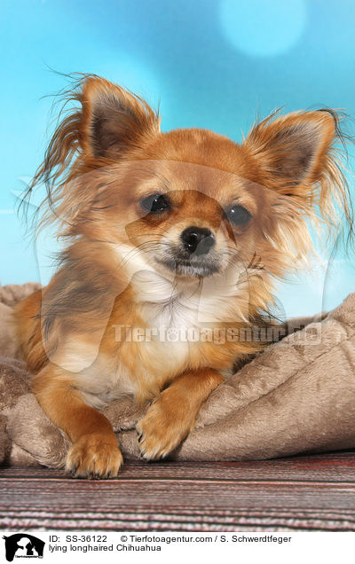 lying longhaired Chihuahua / SS-36122