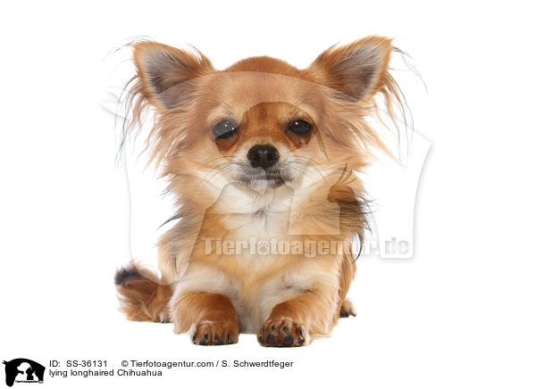 liegender Langhaarchihuahua / lying longhaired Chihuahua / SS-36131