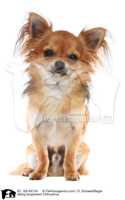 sitzender Langhaarchihuahua / sitting longhaired Chihuahua / SS-36134