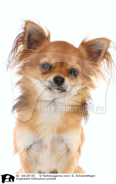 Langhaarchihuahua Portrait / longhaired Chihuahua portrait / SS-36135