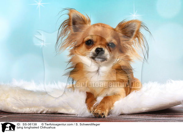 lying longhaired Chihuahua / SS-36138