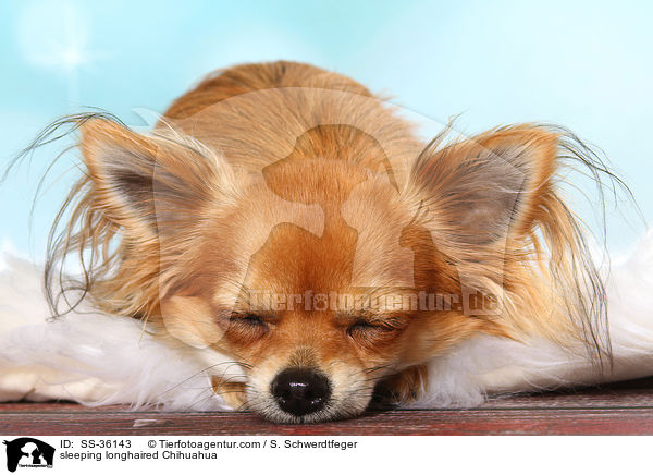 schlafender Langhaarchihuahua / sleeping longhaired Chihuahua / SS-36143