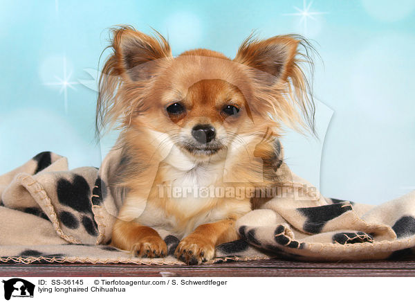 liegender Langhaarchihuahua / lying longhaired Chihuahua / SS-36145