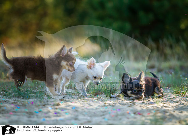 longhaired Chihuahua puppies / KMI-04144