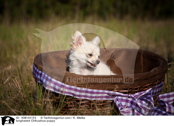 longhaired Chihuahua puppy / KMI-04153