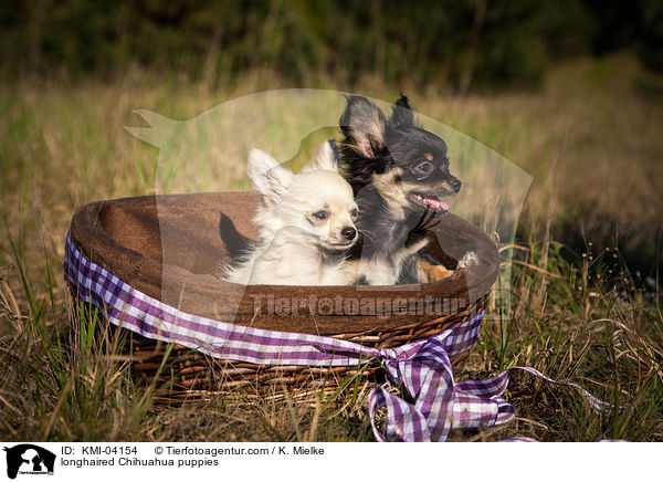 longhaired Chihuahua puppies / KMI-04154