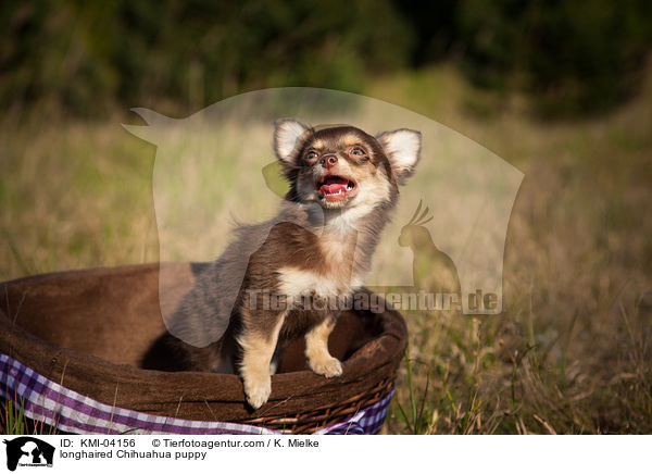 longhaired Chihuahua puppy / KMI-04156