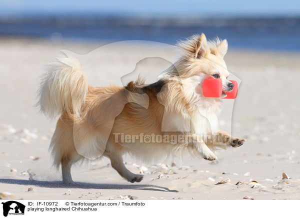 playing longhaired Chihuahua / IF-10972