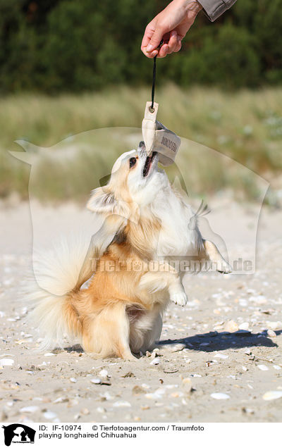 playing longhaired Chihuahua / IF-10974