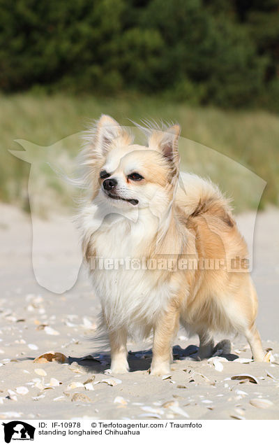 standing longhaired Chihuahua / IF-10978