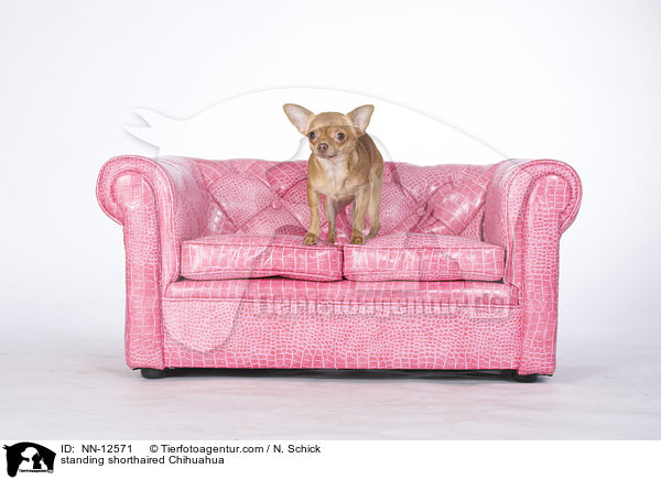 standing shorthaired Chihuahua / NN-12571